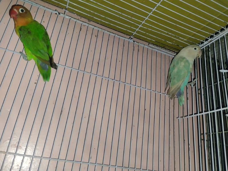 selling birds 3 fisher pair and 2 cages condition 1o by 1o 1