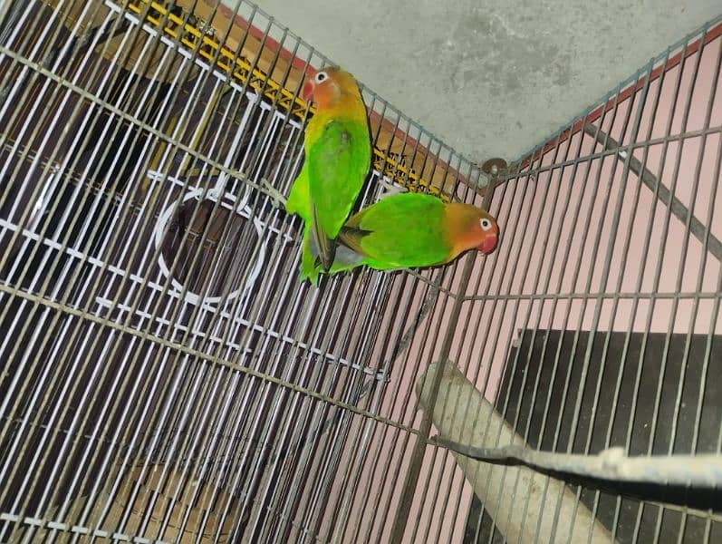 selling birds 3 fisher pair and 2 cages condition 1o by 1o 2