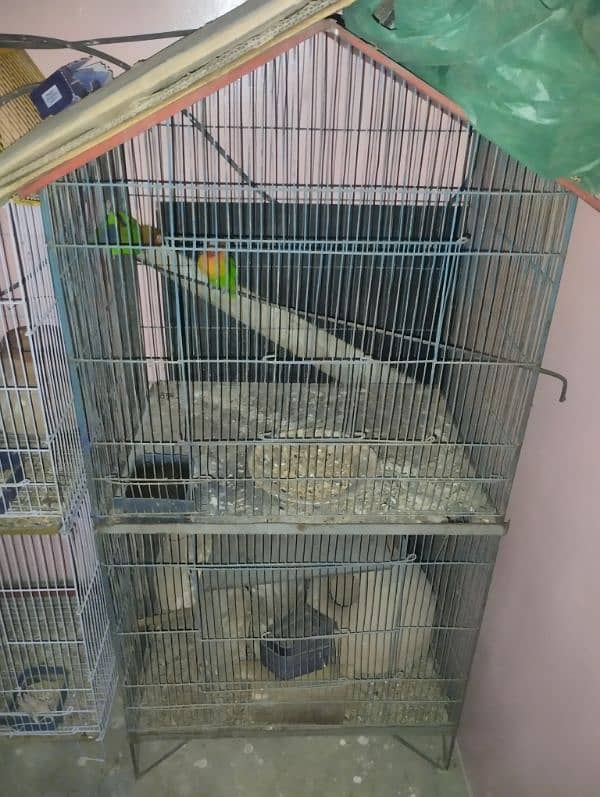 selling birds 3 fisher pair and 2 cages condition 1o by 1o 5