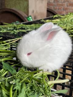 New Zealand white breed