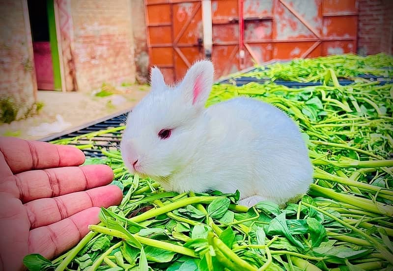 New Zealand white breed 1