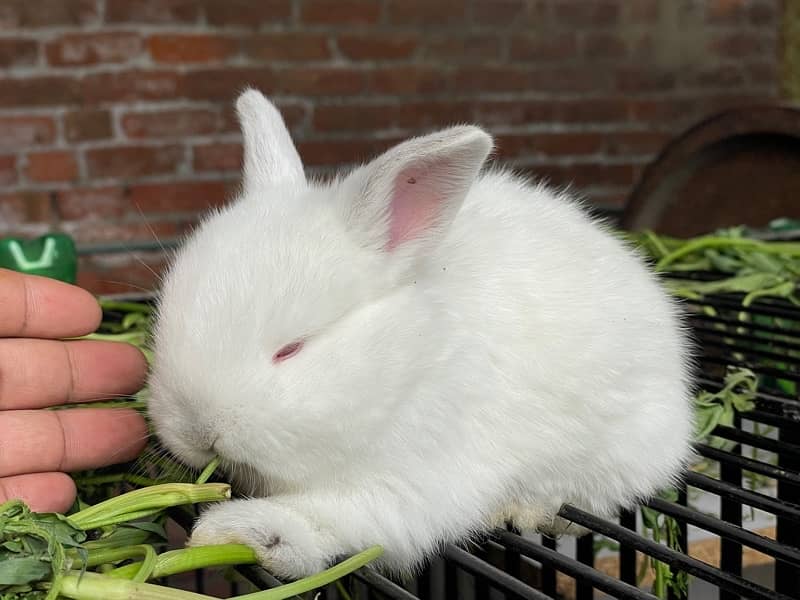 New Zealand white breed 2