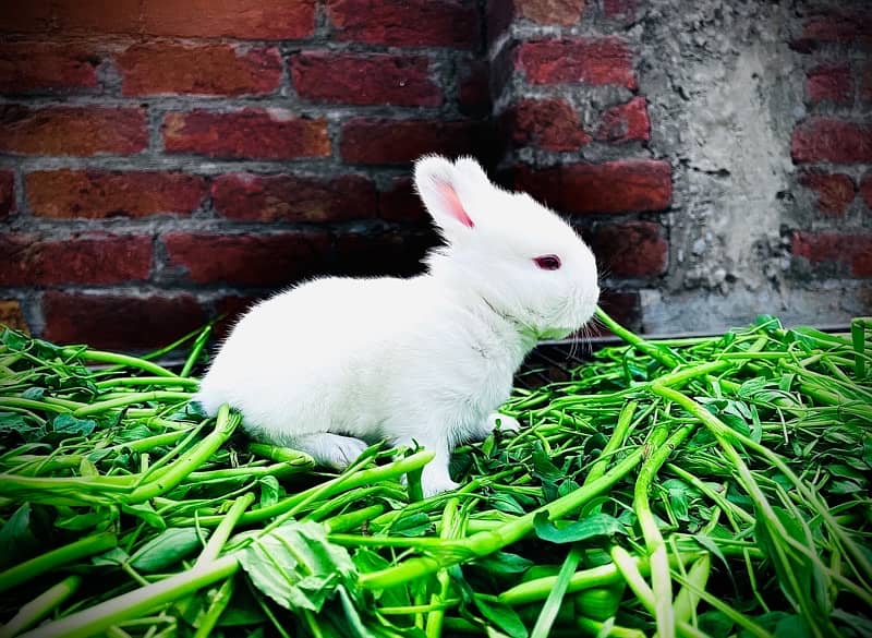 New Zealand white breed 4