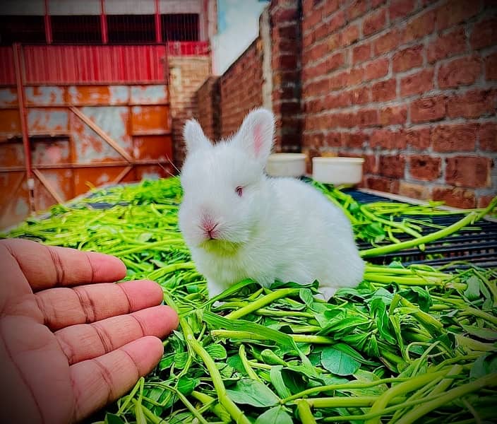 New Zealand white breed 6