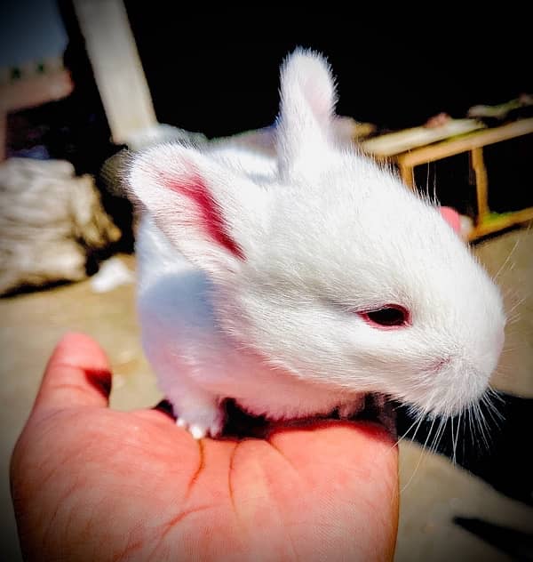 New Zealand white breed 7