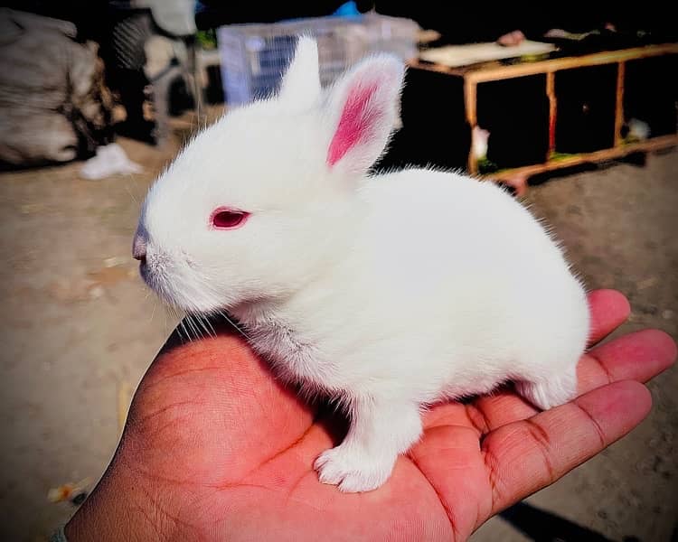 New Zealand white breed 8