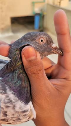 high flyer pigeons