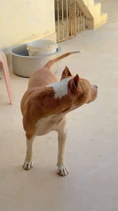 pitbull original bread age 4 years