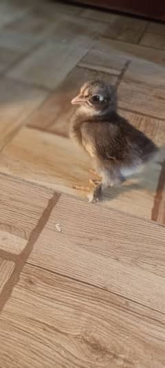 Bentum chicks mix colour