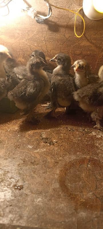 Bentum chicks mix colour 2