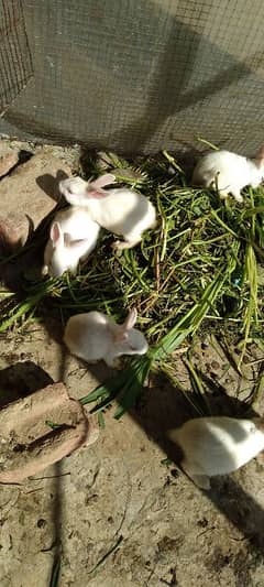 rabbits baby red eyes