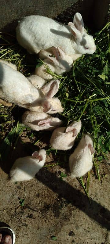 rabbits baby red eyes 3