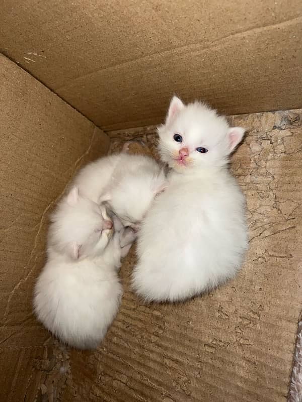 Female Cat with 3 Kittens for sale 3