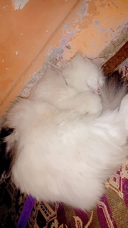 white Persian Female cat, 4