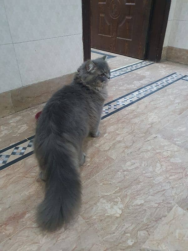 beautiful light grey colour male cat 0