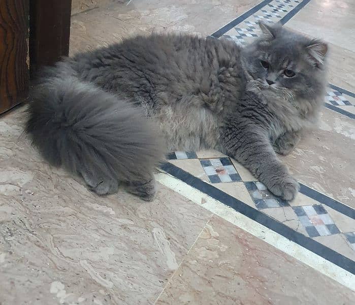 beautiful light grey colour male cat 1