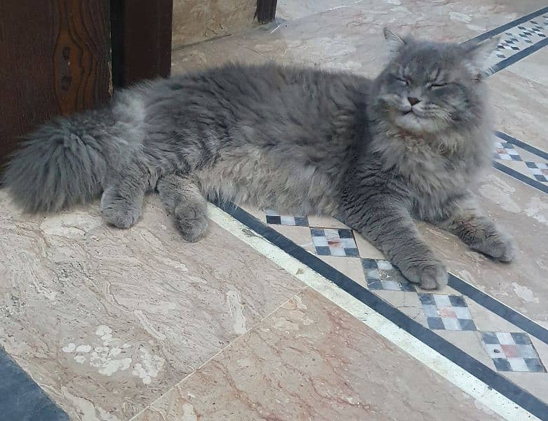 beautiful light grey colour male cat 2