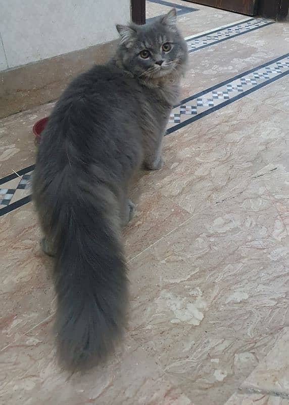 beautiful light grey colour male cat 4