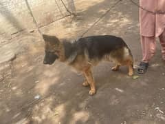 German shepherd Longhair 10 month age