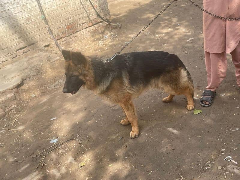 German shepherd Longhair 10 month age 0