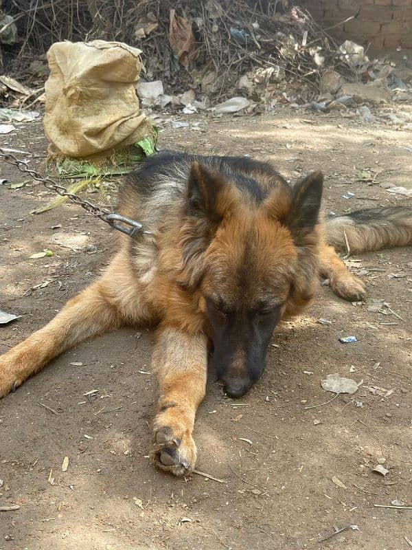 German shepherd Longhair 10 month age 1