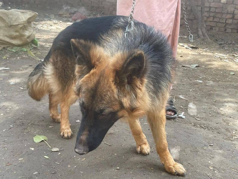 German shepherd Longhair 10 month age 2