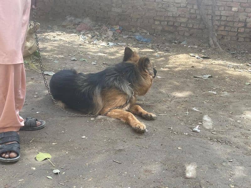 German shepherd Longhair 10 month age 3