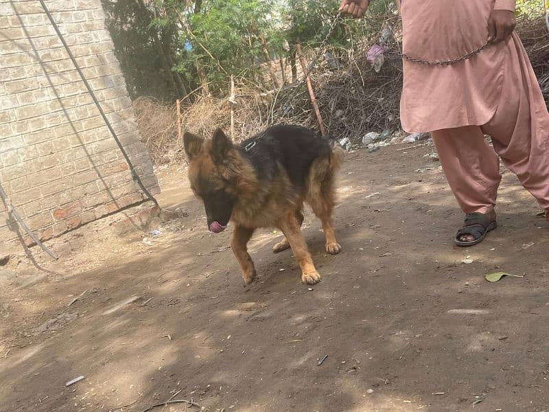 German shepherd Longhair 10 month age 4