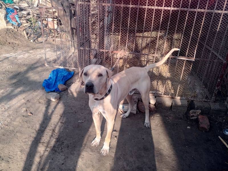 Bully Dog / Pure Bully Male Dog For Sale 3