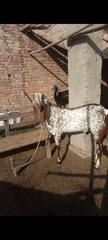 Bakra, Breeder, Goat, 0