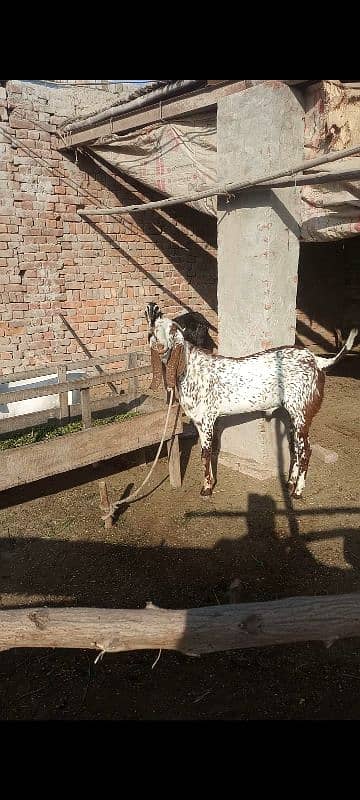 Bakra, Breeder, Goat, 2