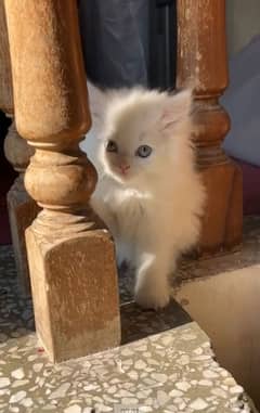 2 Month Old Persian Cats for Sale