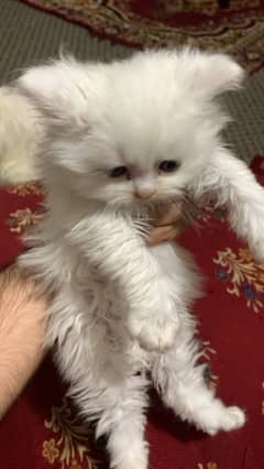 Persian kittens | Punch Face | Triple Coat | fluffy | cat