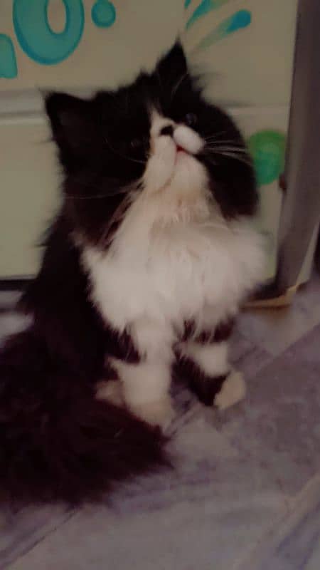 Exterem Punch Rare Breed Panda Male Cat 1