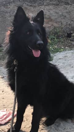 Black German Shepard Full Long Court Male