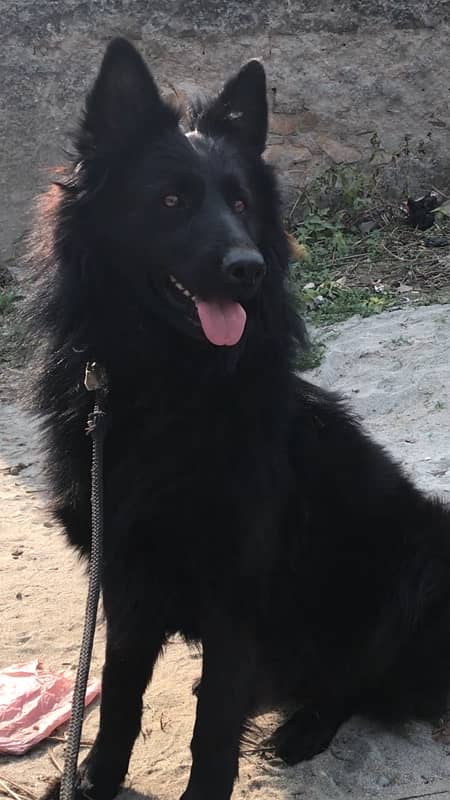 Black German Shepard Full Long Court Male 0