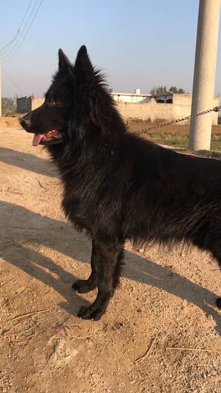 Black German Shepard Full Long Court Male 1