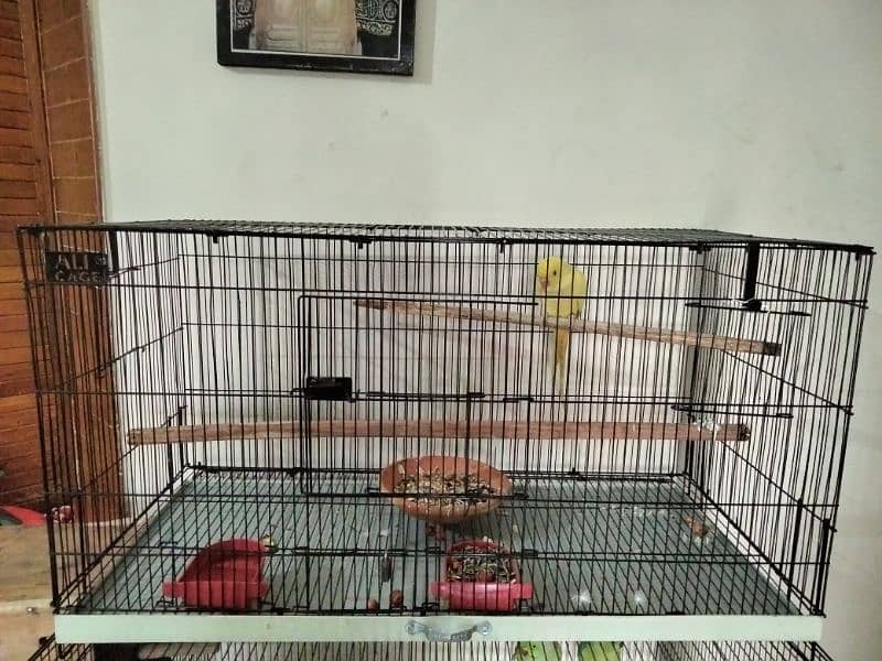 Cage Available 0