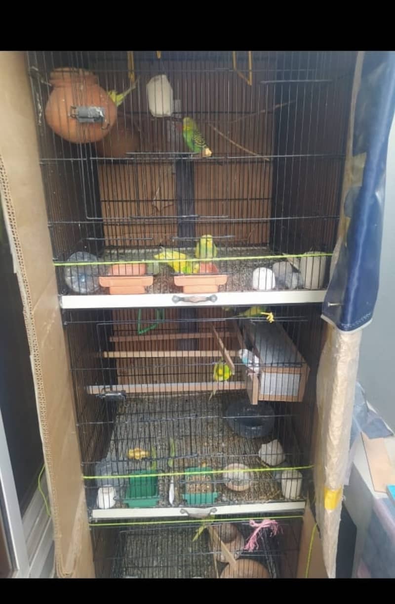 Birds cage 0