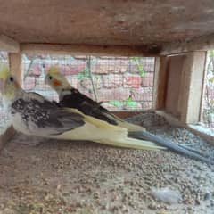 cocktail breeder pair SKB Avariy(location renala khurd okara )