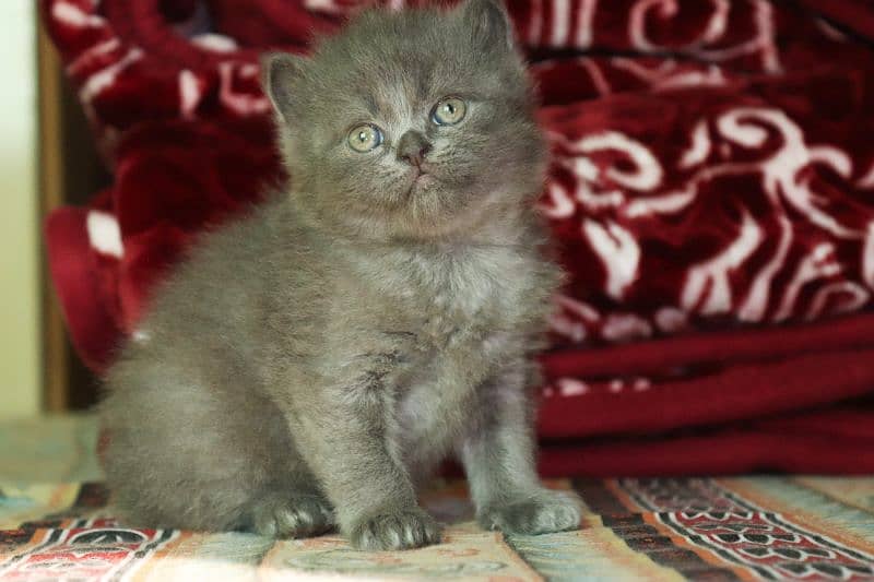 Persian breed Grey Kittens Pair | Unique Color Male and Female 0