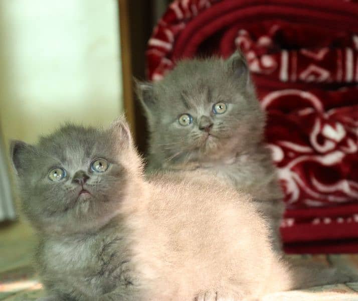 Persian breed Grey Kittens Pair | Unique Color Male and Female 1