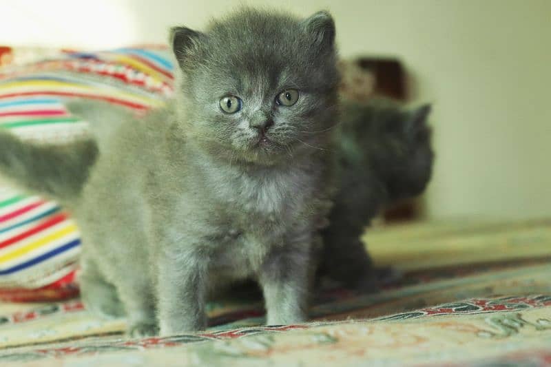 Persian breed Grey Kittens Pair | Unique Color Male and Female 2