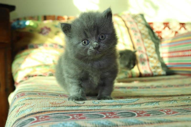 Persian breed Grey Kittens Pair | Unique Color Male and Female 4