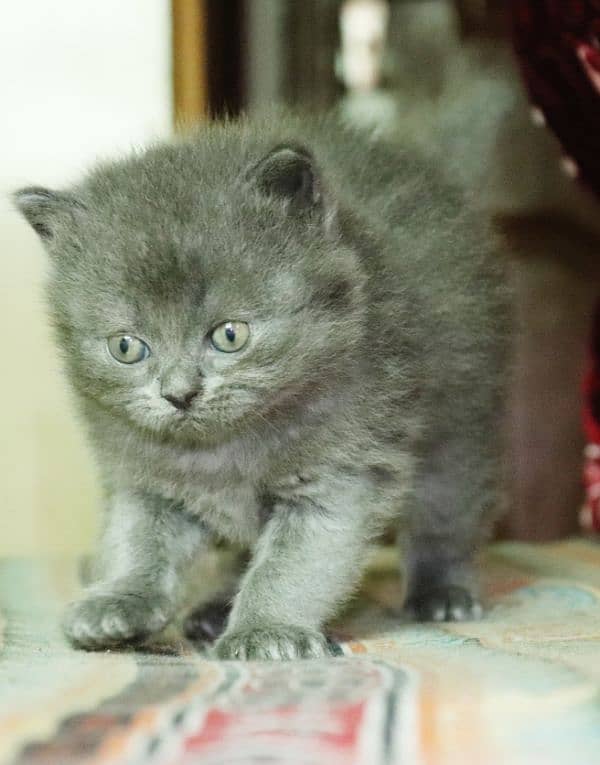 Persian breed Grey Kittens Pair | Unique Color Male and Female 5