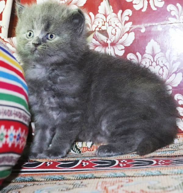 Persian breed Grey Kittens Pair | Unique Color Male and Female 6