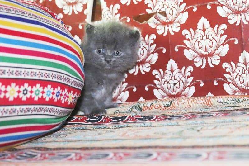 Persian breed Grey Kittens Pair | Unique Color Male and Female 7