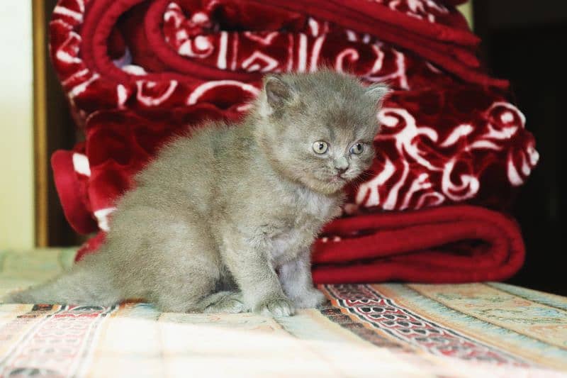 Persian breed Grey Kittens Pair | Unique Color Male and Female 9