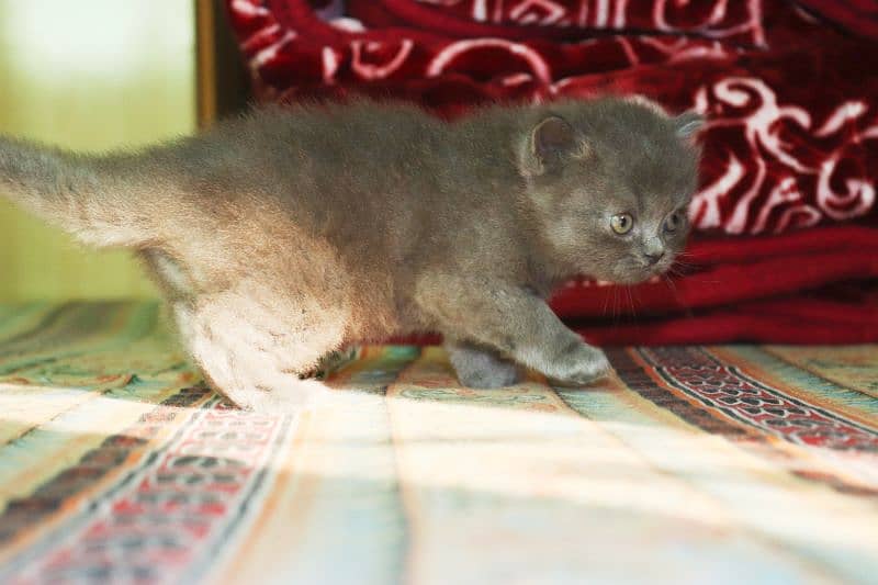 Persian breed Grey Kittens Pair | Unique Color Male and Female 11