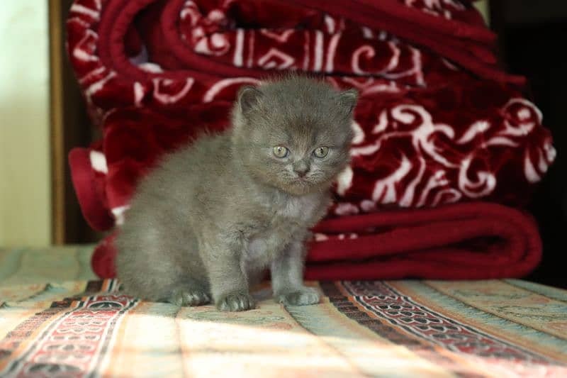 Persian breed Grey Kittens Pair | Unique Color Male and Female 14